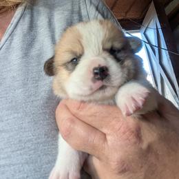 Girl 2 - Red female Pembroke Welsh Corgi puppy in Edinburgh, Indiana from J Bar M Corgis