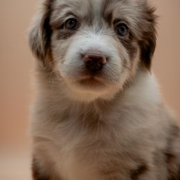 Australian Shepherd Puppies from 2 Happy Aussies