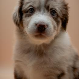 Australian Shepherd Puppies from 2 Happy Aussies