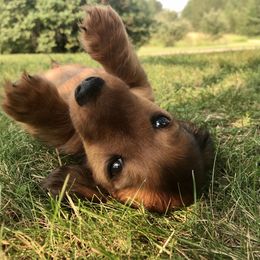 Dachshund Puppies from Hidden Haven Dachshunds