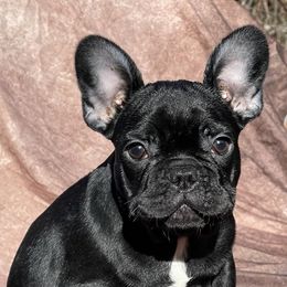 French Bulldogs from Blue Mountain Frenchies