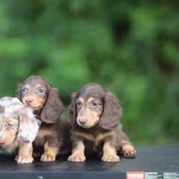 Dachshund Puppies from EntityDachs