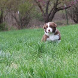 Australian Shepherd Puppies from Starlit Grove Australian Shepherds