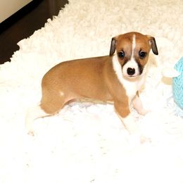 Nate' Male 2 - Red male Italian Greyhound puppy in Caryville Fl And Sparta Tn, Tennessee from Summerwind Kennel