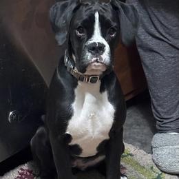 Boxer All Grown Up from Rorschach Boxers