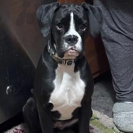 Boxer All Grown Up from Rorschach Boxers