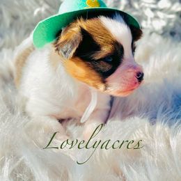 Papillon Puppies from Lovely Acres