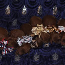 Poodle Puppies from Noblelee Kennel
