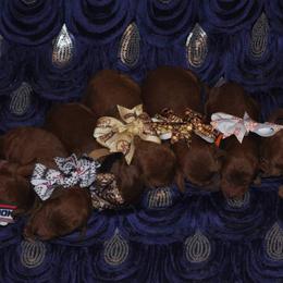 Poodle Puppies from Noblelee Kennel