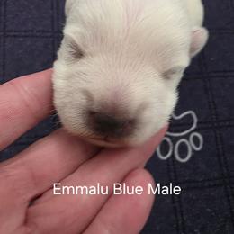 2nd Male - White male West Highland White Terrier puppy in Mayo, Florida from Carrot Tails LLC