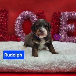 Rudolph- Blue collar - Blue merle male Bernedoodle puppy in Summerville, South Carolina from Channys Doodles