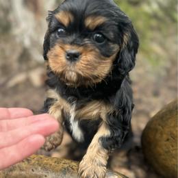 Moana- yellow collar - Black and tan female Cavalier King Charles Spaniel puppy in Wilton, California from Becky's Cavalier King Charles Spaniels