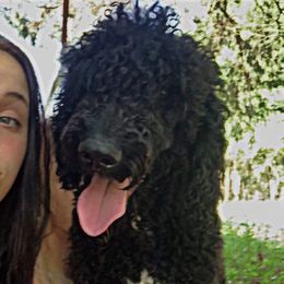 Waylon - Poodle