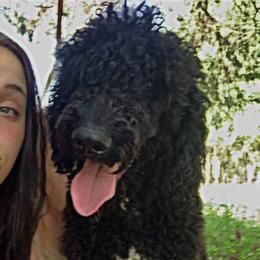 Waylon - Poodle
