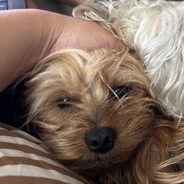 Rocco - Yorkshire Terrier