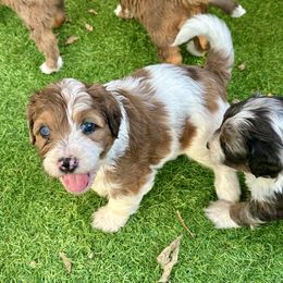Terra - Merle female Bernedoodle puppy in Royse City, Texas from Platinum Bernedoodles of Texas