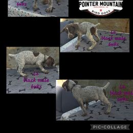 Boy 4 - Liver male German Shorthaired Pointer puppy in Dahlonega, Georgia from Pointer Mountain Bird Dogs