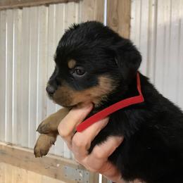 Girl 3 - Black and mahogany female Rottweiler puppy in Cartersville, Virginia from Vom Heldenhaft Rottweilers
