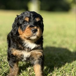 Mayor - Tri-color male Bernedoodle puppy in Valrico, Florida from Shadow Kennels