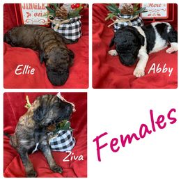 Poodle Puppies from Wonderland Kennel