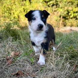 Arcadia - Tri-color female Border Collie puppy in Alexander, Maine from High Velocity Stockdogs