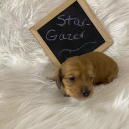 Star-Gazer purple collar - Red female Dachshund puppy in Great Bend, Pennsylvania from Dashing Doxies