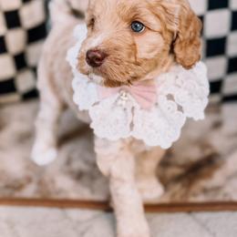 Noelle - Apricot female Goldendoodle puppy in Lakeland, Florida from Rolling Oak Doodles