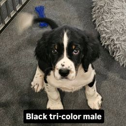 Blue collar - Black white and tan male English Springer Spaniel puppy in Anderson, South Carolina from Hembree Creek Springers
