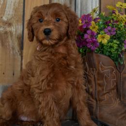 Girl 2 - female Irish Doodle puppy in Macedon, New York from Toodles Goldendoodles