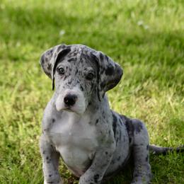 Merle girl - Mantle merle female Great Dane puppy in Golconda, Illinois from Breken Great Danes