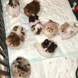 Pomeranian Puppies from Texas Tumbleweed Poms