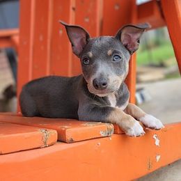 Olivia - Blue and white female Teddy Roosevelt Terrier puppy in Claremore, Oklahoma from Travelin' Man Terriers