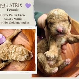 Bellatrix - Red  female Goldendoodle puppy in Hilton, New York from The House of Goldendoodle