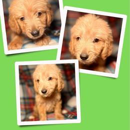 Java - Apricot male Goldendoodle puppy in Bluefield, Virginia from Love on a Leash