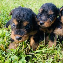 Dachshunds and Welsh Terriers from Bean Creek Dachshunds & Terriers