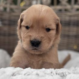 Teal Girl - Golden female Golden Retriever puppy in Silver Lake, Indiana from Seven Hills Goldens
