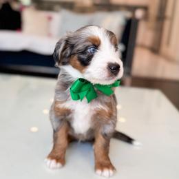 Zuko - Blue merle male Bernedoodle puppy in Ontario, California from Teddy Doodles & Standard Poodles