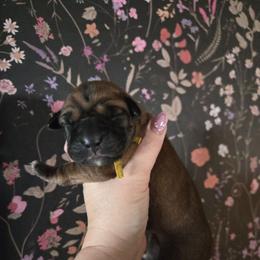 Yellow Collar Male - Fawn male Cane Corso puppy in St. Augustine, Florida from RG2 Cane Corsos