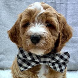 Orange Boy - Red  male Goldendoodle puppy in Travelers Rest, South Carolina from Bailey Mountain Doodles