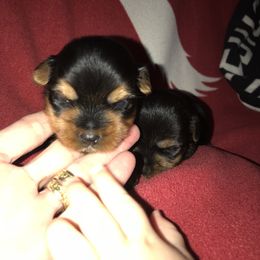 Yorkshire Terrier Puppies from Debra’s YORKIES
