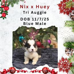 Blue male - Black and tan male American Corgi puppy in Campbellsburg, Indiana from Kates Corgis