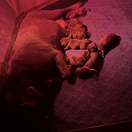 Purple Collar Female - Chocolate female Labrador Retriever puppy in Kissimmee, Florida from SunState Labs