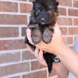 Boy 4 - Black and red male German Shepherd puppy in Mount Vernon, Missouri from German Haus German Shepherds LLC