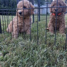 Yellow Collar Girl - Apricot female Poodle puppy in Hogansville, Georgia from Grace Colt Farms