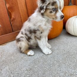 Miniature Australian Shepherd Puppies from Wild Outlaw Aussies