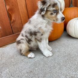 Miniature Australian Shepherd Puppies from Wild Outlaw Aussies