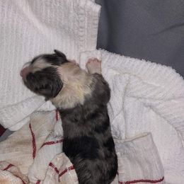 Australian Shepherd Puppies from Mullis Australian Shepherd