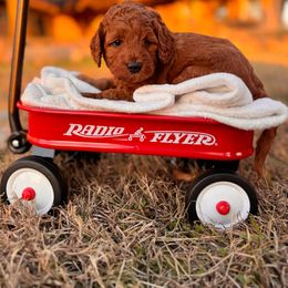 Blitzen- Teal Collar - Red  male Goldendoodle puppy in Burleson, Texas from Kendall’s Kennel