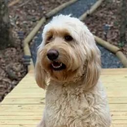 Rosie - Goldendoodle