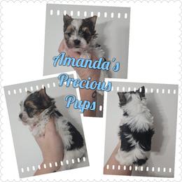 Chance - Chocolate and tan male Yorkshire Terrier puppy in Wartburg, Tennessee from Amanda's Precious Pups